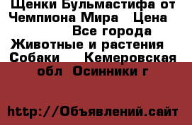 Щенки Бульмастифа от Чемпиона Мира › Цена ­ 1 000 - Все города Животные и растения » Собаки   . Кемеровская обл.,Осинники г.